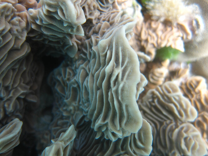 Elephant skin coral, Pachyseris rugosa