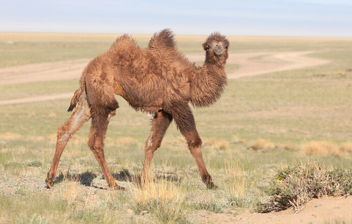 Camelus_bactrianus_in_western_Mongolia_06_1000px