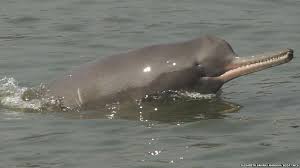 Ganges river dolphin, Platanista gangetica